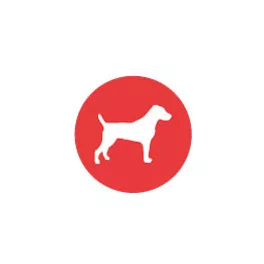 Jack russell